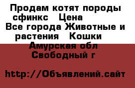 Продам котят породы сфинкс › Цена ­ 4 000 - Все города Животные и растения » Кошки   . Амурская обл.,Свободный г.